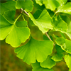 Ginkgo biloba. - Eroprostan Composition