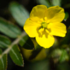 Tribulus terrestris. - Eroprostan Composition 